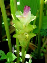 Curcuma mangga