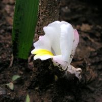 Curcuma singularis