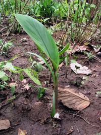Curcuma singularis