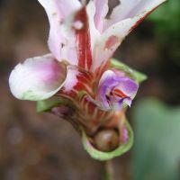 Curcuma rhabdota (цветок)