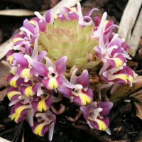 Curcuma ecomata