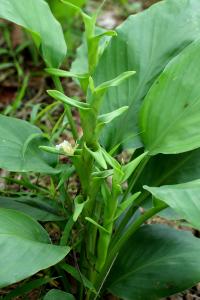 Curcuma harmandii