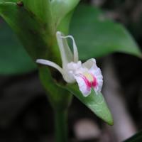 Curcuma harmandii (цветок)