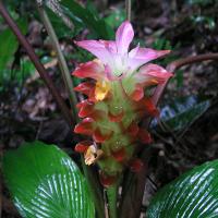 Curcuma aurantiaca (соцветие)