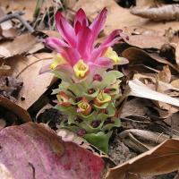 Curcuma angustifolia (соцветие)