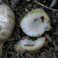 Curcuma Aeruginosa (корень)