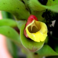 Curcuma Aeruginosa (цветок)