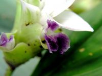 Curcuma gracillima