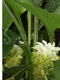 Curcuma mangga