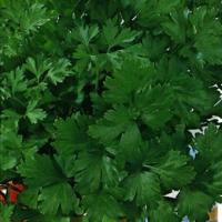 Petroselinum neapolitanum: Dark Green Italian