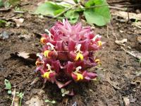 Curcuma ecomata