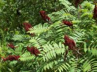 Rhus glabra. Часть растения с соплодиями