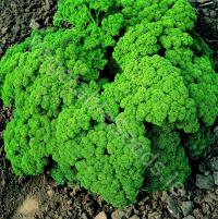 Petroselinum crispum: Champion Moss Curled