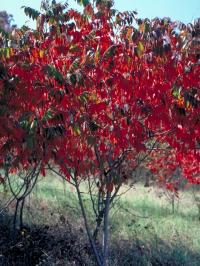 Rhus glabra. Растение осенью